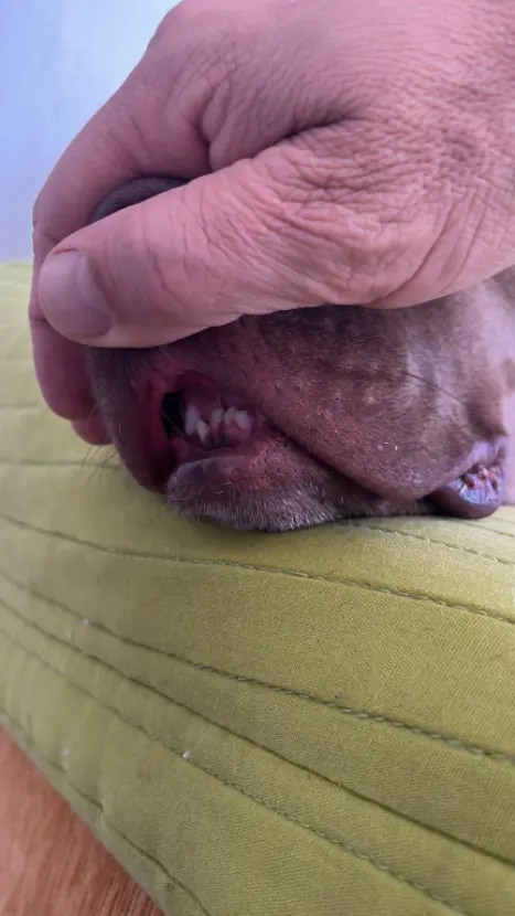 VOLKSWAGEN Brasilia 1.6, Foto 4