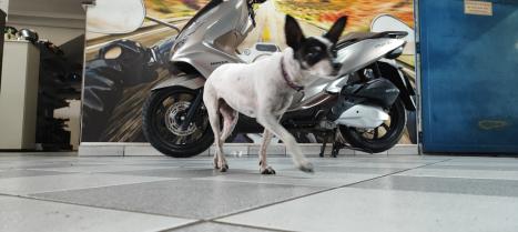 HONDA PCX 150 DLX, Foto 4