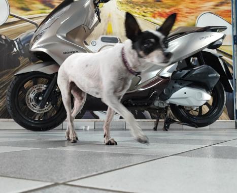 HONDA PCX 150 DLX, Foto 9